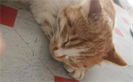 猫身体摸上去烫烫的没精神