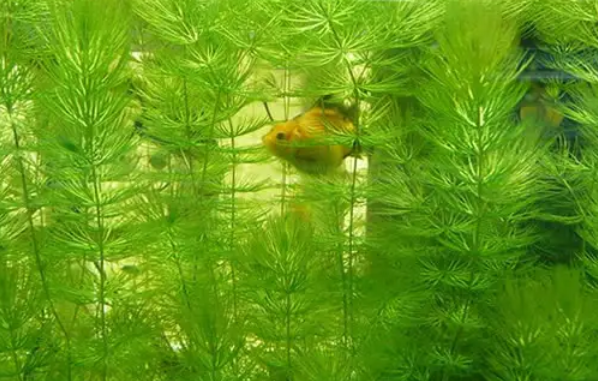 金鱼藻是什么植物 金鱼藻是什么植物