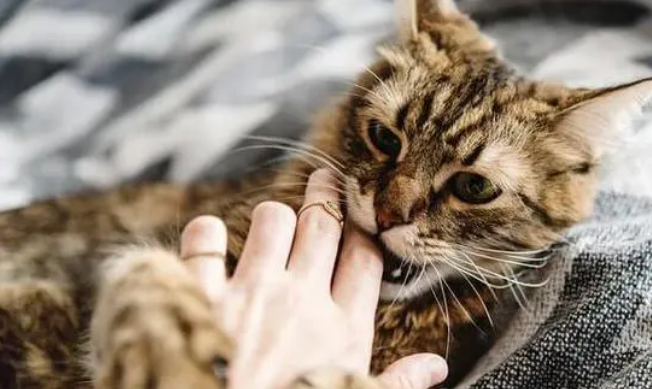 猫咪突然很凶攻击性很强怎么办
