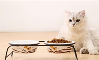 猫千万不能吃的东西有什么