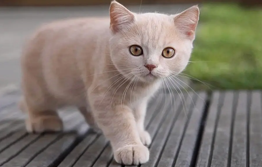 猫咪智商相当于人几岁
