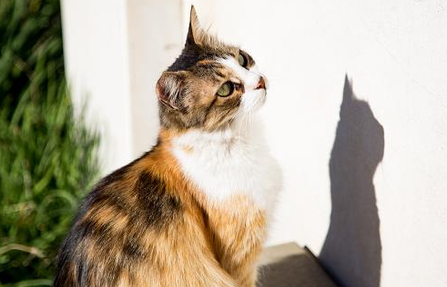 猫咪吃了罐头吐了是怎么回事 猫咪吃了罐头吐了是怎么回事