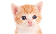 小奶猫为啥先睁开一只眼睛