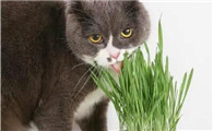 猫草多久吃一次?一次吃多少?