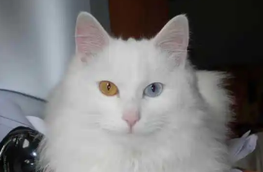 狮子猫性格都不好？说了你别不信！