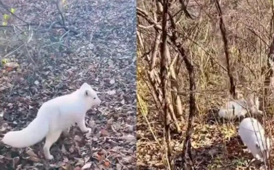 男子投喂白狐后被引见给同伴 行为令人称奇引网友热议：野生还是放养