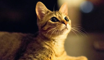 猫咪尾巴有黑色的结痂怎么处理