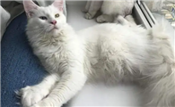 小猫一直叫是因为什么原因