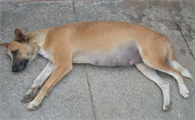 怎样辨别母犬是否怀孕的