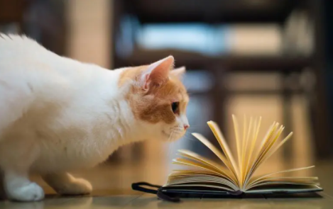 4个月小猫丢了自己能回来吗？