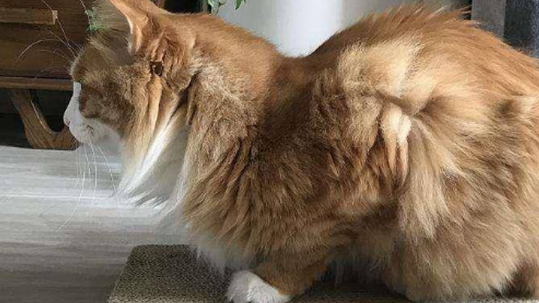 猫吃了鸡骨头多久有反应啊