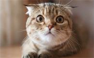 猫咪突然发出像岔气的声音怎么回事