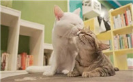 猫咪什么时候绝育合适