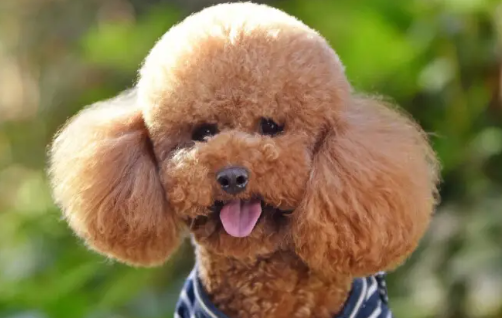 泰迪幼犬能吹空调吗