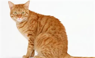 猫会抓老鼠吗