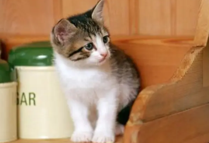 猫咪一天频繁呕吐黄水怎么办吃什么药 猫咪一天频繁呕吐黄水怎么办吃什么药