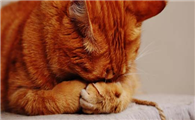 猫咪肛门口有个白色米粒怎么处理