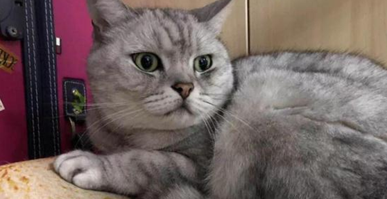 猫发烧应该怎么办