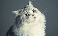 2个月小猫拉稀带血怎么回事