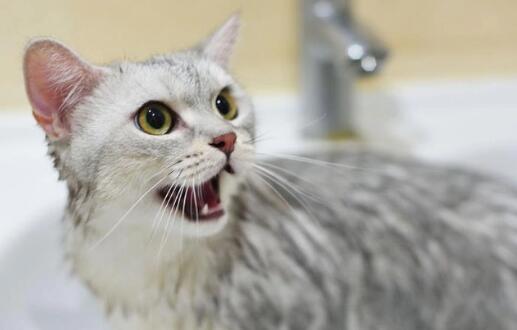 猫咪洗澡多久一次