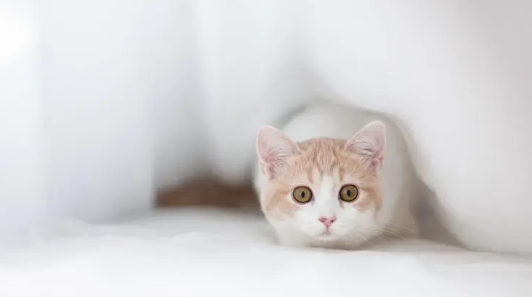 猫咪便检需要带新鲜大便吗