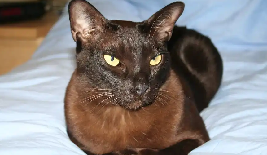 缅甸猫和缅因猫区别,感兴趣的get一下~ 缅甸猫和缅因猫区别,感兴趣的get一下~