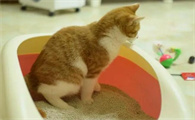 猫咪好几天不拉屎了怎么办呀