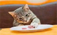 猫绝对不能吃的食物有哪些