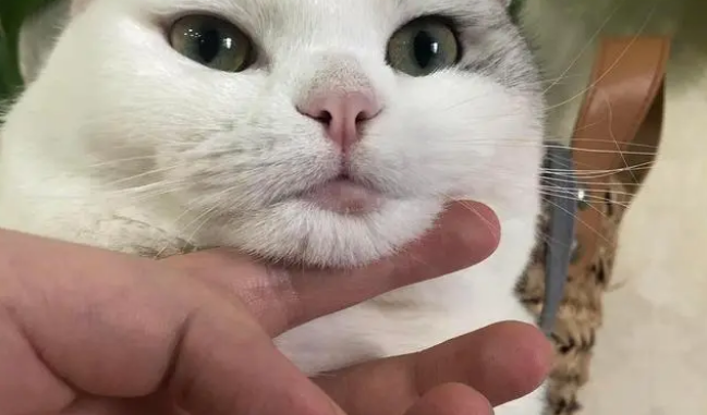 猫咪严重黑下巴怎么治疗