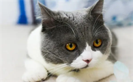 猫咪乳房变大是咋回事啊