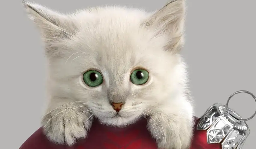 给猫做绝育有什么好处和坏处