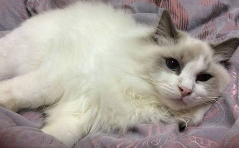 猫怀孕拉稀怎么回事吃什么药