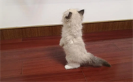 猫一直咬自己的尾巴是怎么回事