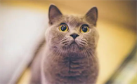 猫咪忽然频繁舔嘴然后吐了