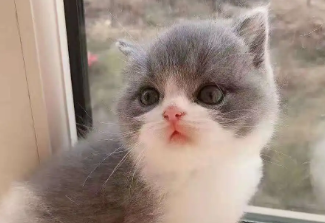 猫咪生产一直张嘴哈什么情况 猫咪生产一直张嘴哈什么情况
