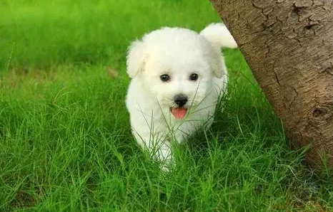 狗狗眼周围螨虫感染怎么办