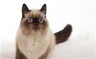 猫鼻支是怎样的症状