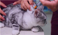 养猫需要打什么针疫苗