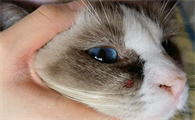 猫脖子痒又要去挠有什么办法阻止
