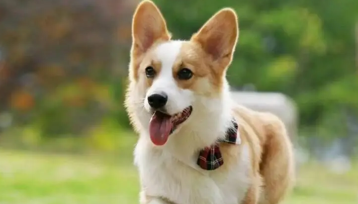 柯基是牧牛犬吗？想了解的来看看