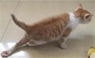 猫后腿无力是什么情况