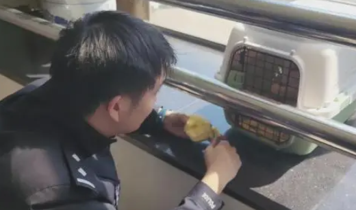 南京一市民在路边捡到北极狐,民警帮它找到新家 南京一市民在路边捡到北极狐,民警帮它找到新家