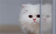 猫咪拉出白色蠕动小虫子是什么虫子