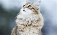 猫呕吐不吃饭能自愈吗
