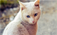 猫可不可以喝椰奶