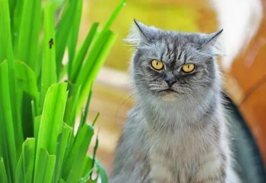猫老是呕吐怎么解决还不吃东西