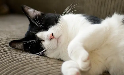 猫闭尿会出现什么症状表现 猫闭尿会出现什么症状表现