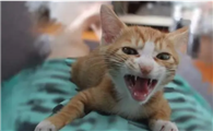 母猫猫咪乱尿的解决方法是什么