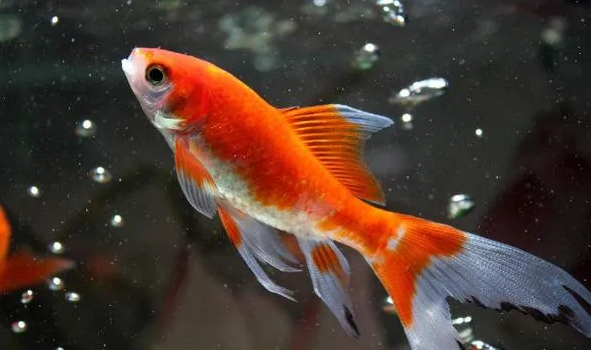 鱼不喂食会饿死吗