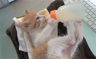 刚出生的小猫咪能喝牛奶吗